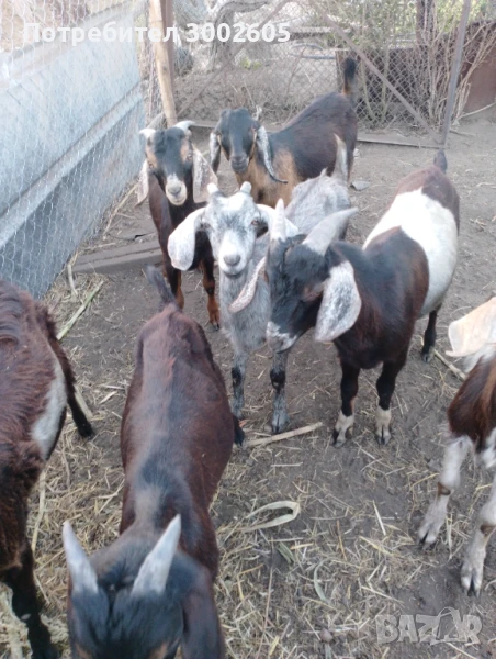 Продавам англонубийски ярета, снимка 1