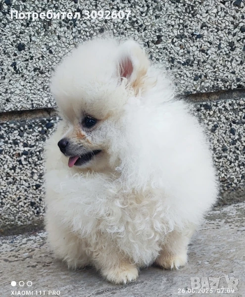 Померани момчета, снимка 1