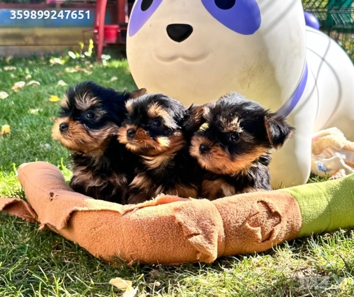 Продавам мини йоркита , снимка 1