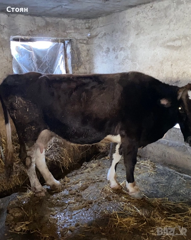 Продавам крави 2 , снимка 1