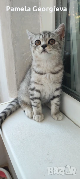 Британска късокосместа , снимка 1