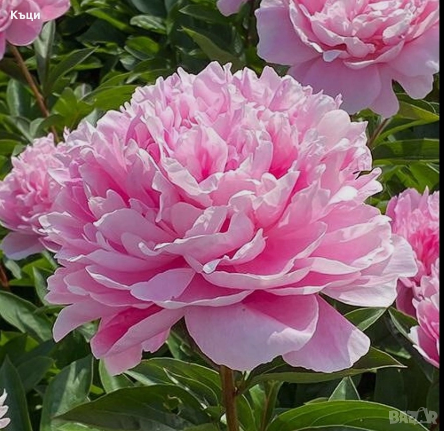 Корен от розов,селски божур. , снимка 1