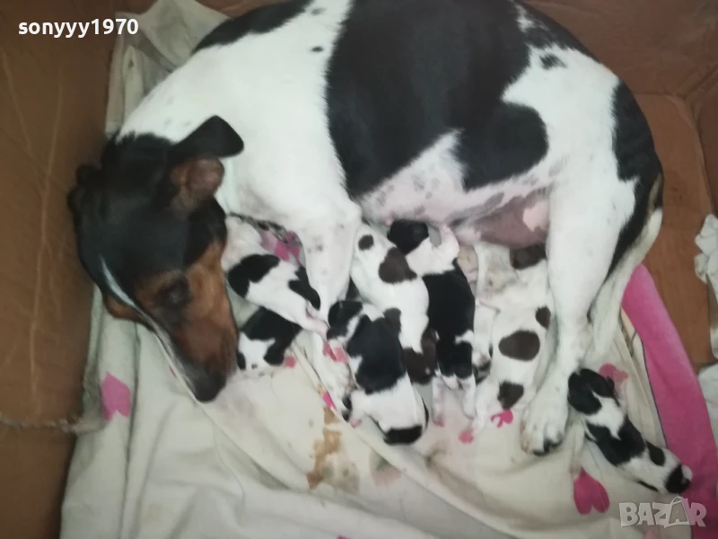 джак ръсел 1308251505, снимка 1