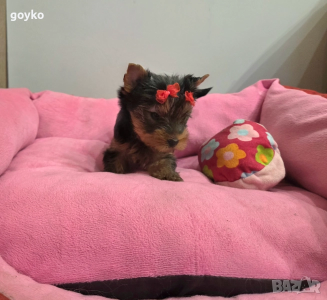 йоркширско териерче- женско, снимка 1