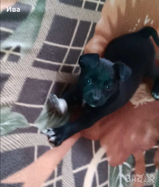 Продавам чистокръвно мини пинчерче мъжко с три ваксини, снимка 1
