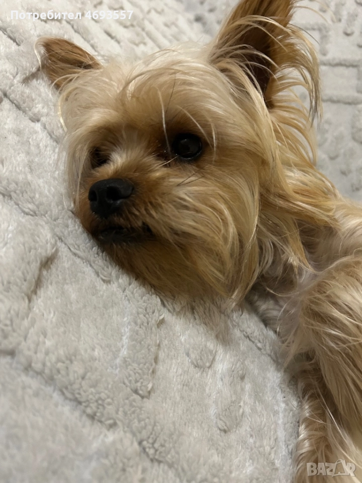 Продавам мъжко стандартно йорки, снимка 1