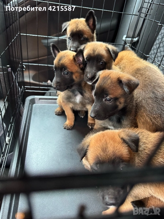 Белгийски овчарки бебета, снимка 1
