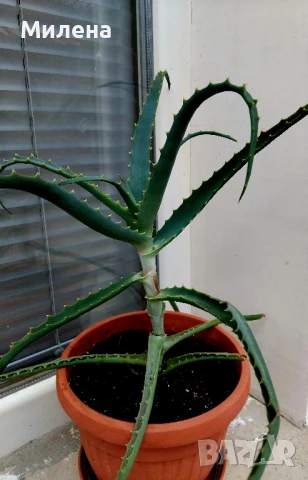 Седум спектабиле Вариегатум, снимка 6 - Стайни растения - 51236383