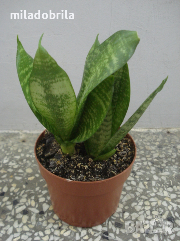 Сансевиера, снимка 2 - Стайни растения - 51815685