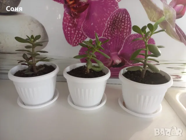 Дървото на живота  