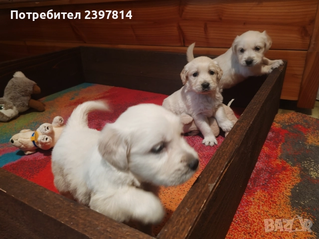 Голдън ретривър , снимка 6 - Голдън ретривър - 52842514