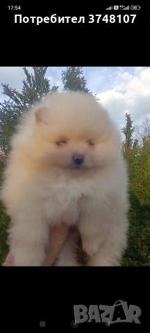 Померан/Померани , снимка 5 - Померан - 53999282