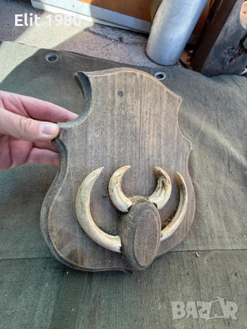 Ловен трофей , снимка 4 - Оборудване и аксесоари за оръжия - 53092032