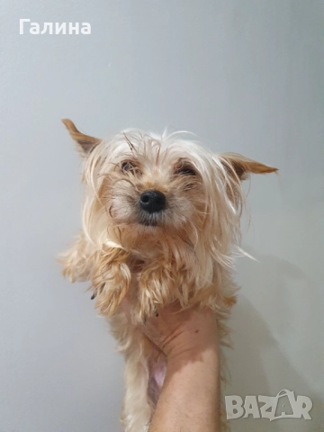  Мини Йорки 3 женски , снимка 3 - Йоркширски териер - 52770169