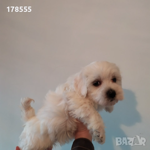 Мини малтийски болонки!!!, снимка 2 - Болонка - 52788613