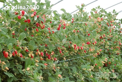 Малина Сорт Соколица - Гиганска, снимка 3 - Разсади - 35240474