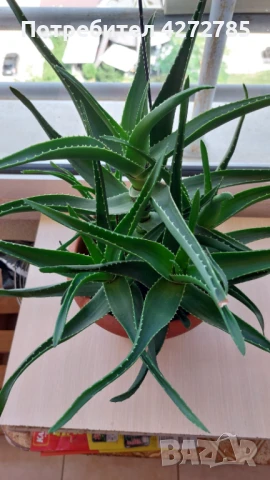 Алое голямо, снимка 3 - Стайни растения - 51322436