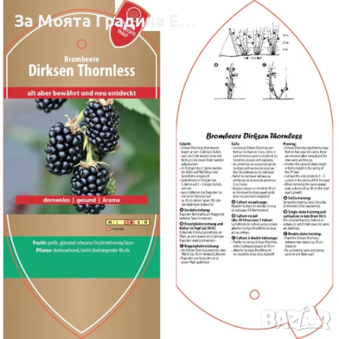 Къпина Дирксен Гигантска без бодли , снимка 4 - Градински цветя и растения - 54021007