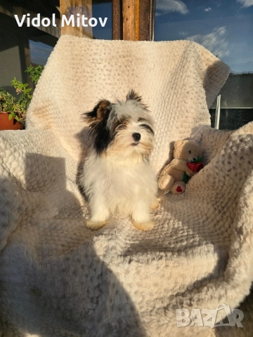 Мини Бивър Йоркширски териер момиче , снимка 3 - Йоркширски териер - 52489193