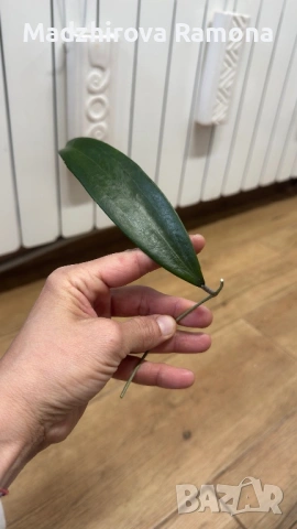 Hoya Хоя Bulusan , снимка 2 - Стайни растения - 54342310