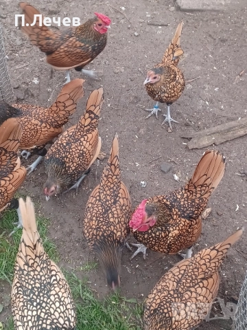 Зибрайт , снимка 3 - други­ - 51337633