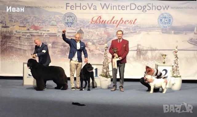 Cane Corso ELITE, снимка 15 - Кане корсо - 52355264