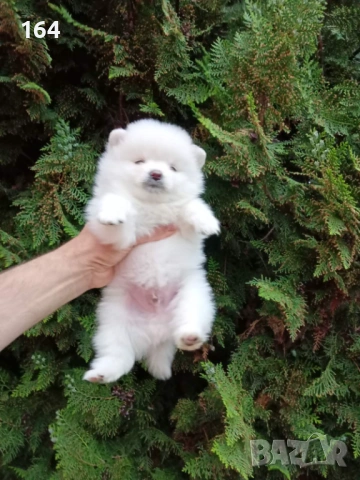 Померани. Реални снимки от 21.04.2026 г. , снимка 12 - Померан - 54273673