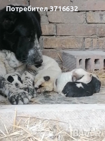 Средноазиатска овчарка, снимка 5 - Алабай - 47499697