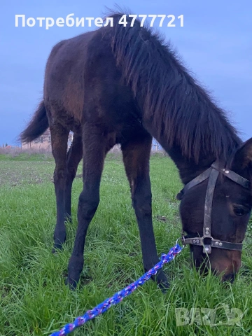 Продавам кобила на 11 месеца , снимка 5 - Коне - 53977460