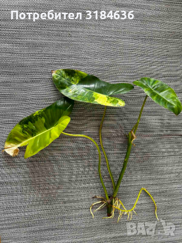 Philodendron Burle Marx Variegated, снимка 3 - Стайни растения - 44791380