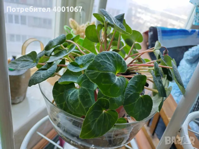 стайна бегония, снимка 1