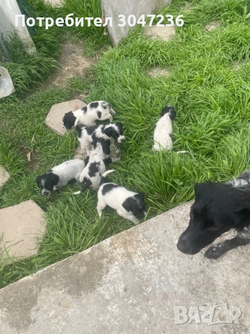 Продавам, снимка 2 - Бретон шпаньол - 54175983