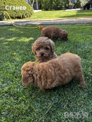 Мини пудели / Mini Poodles, снимка 13 - Пудели - 56439896