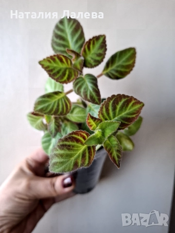 Глоксиния, gloxinia Lindeniana, снимка 3 - Стайни растения - 52328650