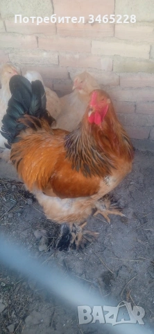 петел  Брама 