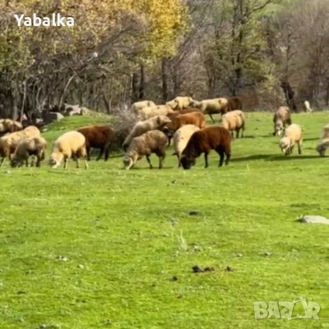 Продавам стадо овце порода цигай, снимка 4 - Овце - 52577368