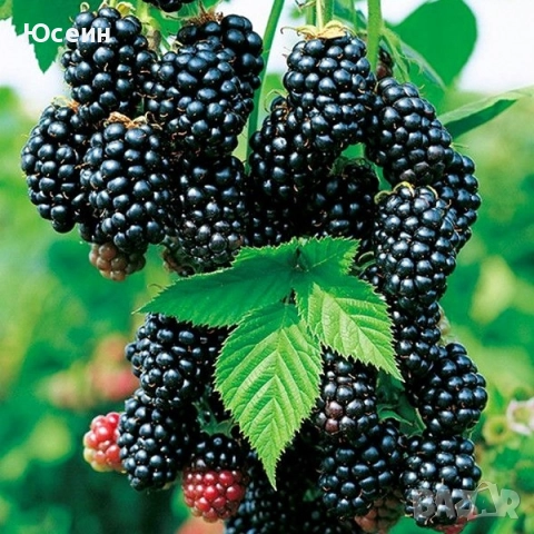 разсад от къпина без бодли, снимка 2 - Разсади - 52673982