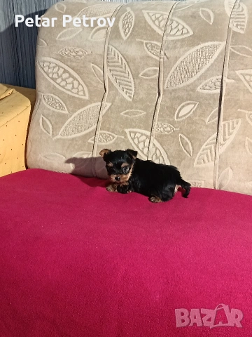 Йоркширски териер мини , снимка 14 - Йоркширски териер - 53883069