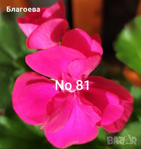 Комплект вкоренени резници Мушкато 10 бр - 4 цвята, снимка 7 - Стайни растения - 44395633