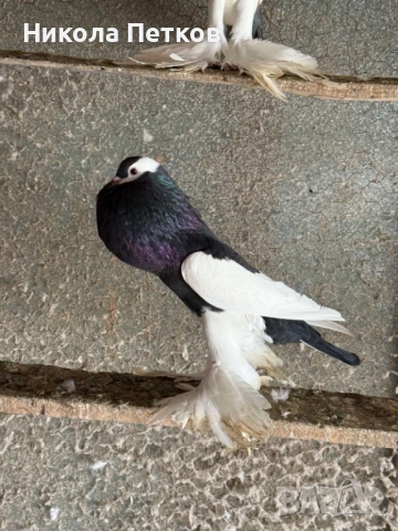 Седлати болани, снимка 7 - Гълъби - 52189433