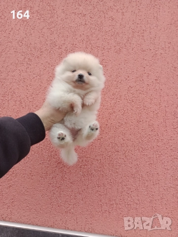 Женски Померани. Момичета. Снимки от 23.12.25 г., снимка 3 - Померан - 52809054