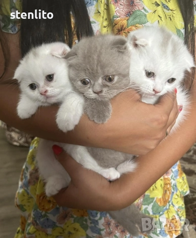 Шотландски клепоухи котета на 2 месеца