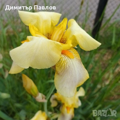 Перуника,ирис - различни цветове високи ароматни, снимка 6 - Градински цветя и растения - 37148734
