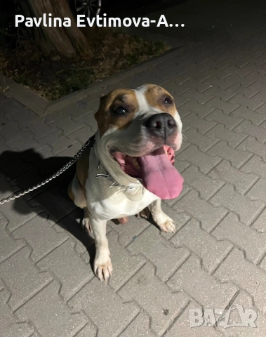 Спешно търси дом!, снимка 4 - Други - 53921948