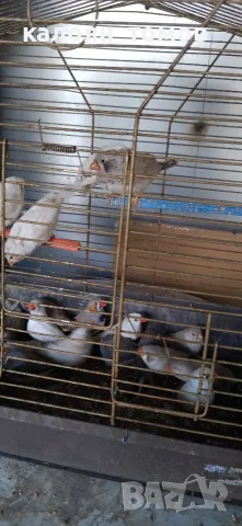 продавам зеброви амадини 