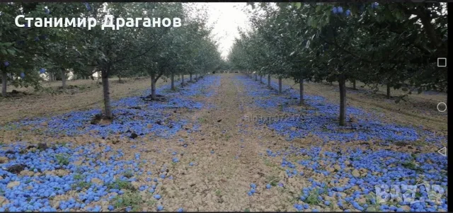 Сини сливи за ракия! БЕЗПЛАТНА ДОСТАВКА ЗА РЕГИОНА, снимка 3 - Други - 55893846