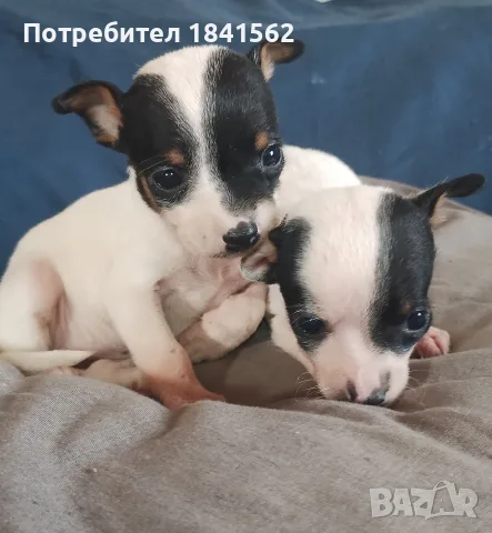 Продават се пинчери , снимка 9 - Пинчер - 56336948
