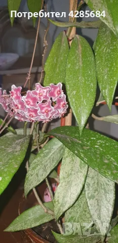 хоя пубикалукс /пепел от рози тъмна /, снимка 8 - Стайни растения - 50045816