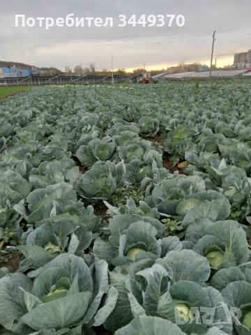 Продавам зеле, снимка 3 - Други - 52505486