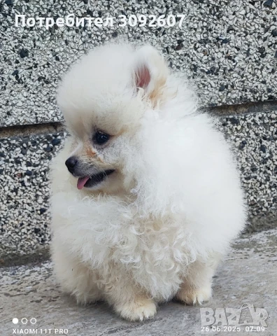 Померани момчета, снимка 1